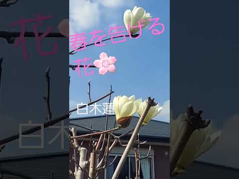 年に2回咲くモクレンの品種はありますか?どれの ？  庭園