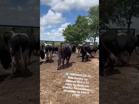 22 Bois Gordos na Balança Viva a 12 reais/ Kg Bruto em Granito/ Pernambuco.ZAP 84 99810 2784*