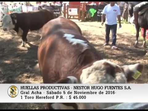 05-11-16 - Venta de Toros Hereford P.R. -  Huellas Productivas -  Gral Acha