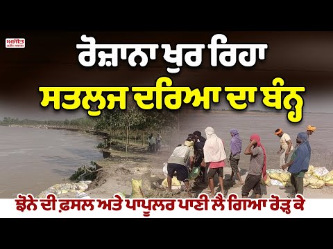 ਸਸਰਾਲੀ ਕਾਲੋਨੀ ਵਿਖੇ ਖੁਰ ਰਿਹਾ ਦਰਿਆ ਦਾ ਬੰਨ੍ਹ , ਝੋਨੇ ਦੀ ਫ਼ਸਲ ਤੇ ਪਾਪੂਲਰ ਲੈ ਗਿਆ ਰੋੜ੍ਹ ਕੇ  