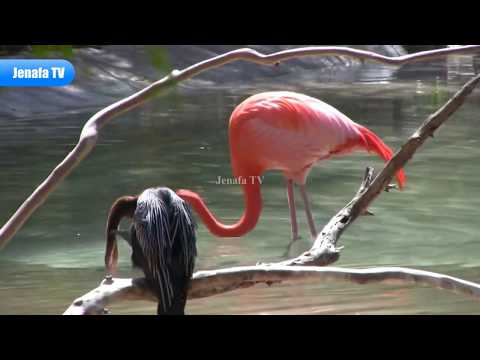 , title : 'Peacock And Flamingo Kwanin Tausi Ndege Wa Ikulu, Fahamu Kwa Kina Tausi Na Flamingo Ndege Wa Ajabu'