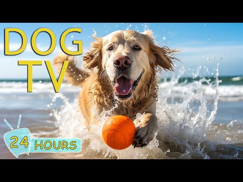 DOG TV: 24 Hours of Soothing Music for Anxious Dogs when Home Alone - Video Entertai & Relax for Dog