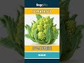 romanesco - 罗马花椰菜 video thumbnail