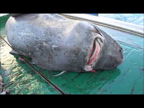 Releasing alive a Greenland shark, Somniosus microcephalus, in a scientific campaign