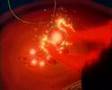 The Secret Of NIMH