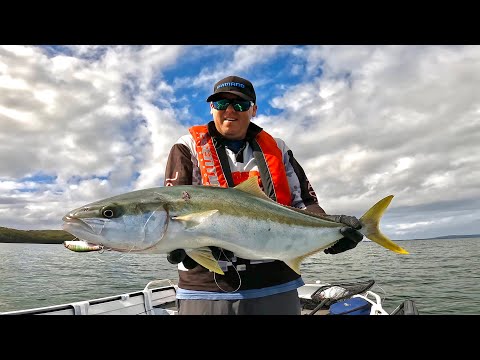 Kingfish mayhem on Lake Macquarie - 5 legals caught !