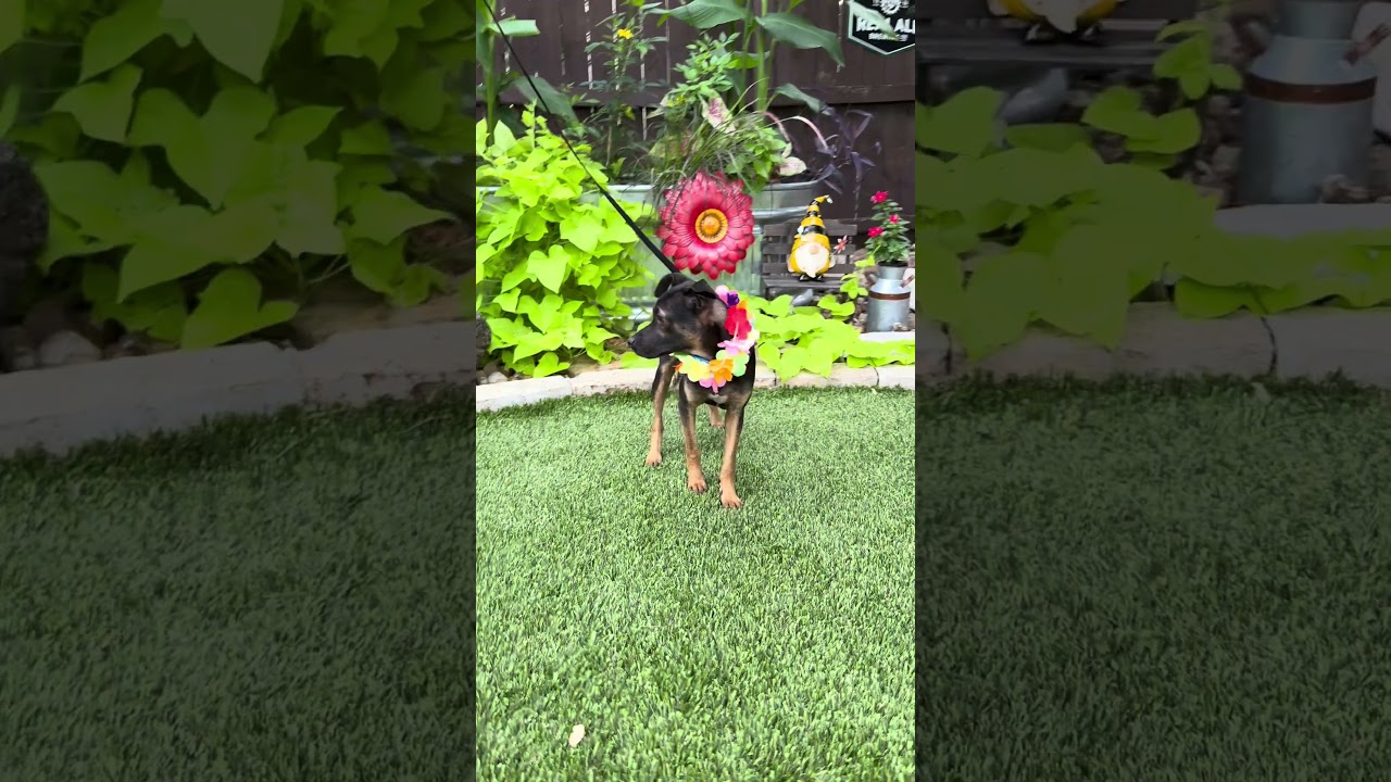Wesley, an adopted mixed breed in Danbury, CT video 3/5