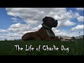 The Life Of Charlie Dog My Little Buddy