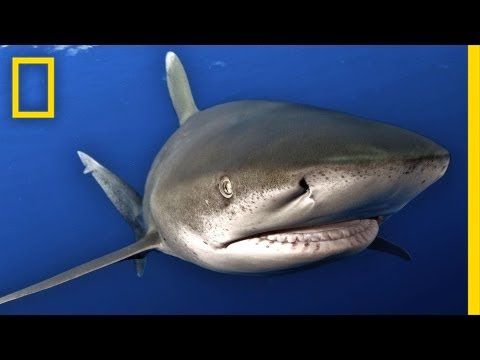 National Geographic: Close Encounters with a Dangerous Shark (Oceanic Whitetip)