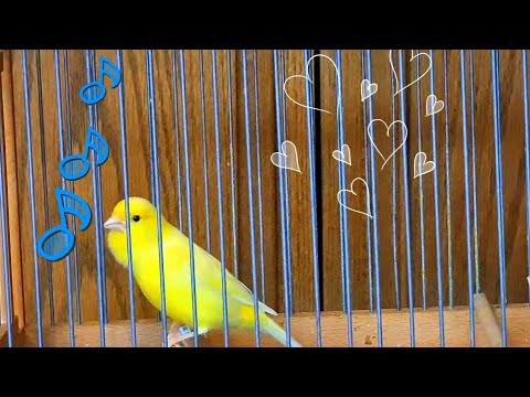 Yellow canary Singing video|Kanarienvogelgesang