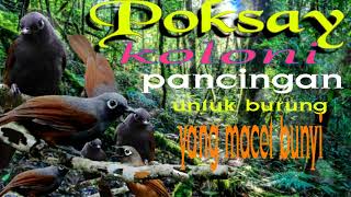Download lagu POKSAY MANTEL RIBUT (suara PIKATAN dan PANCINGAN untuk burung yg malas bunyi) mp3 Download lagu POKSAY MANTEL RIBUT (suara PIKATAN dan PANCINGAN untuk burung yg malas bunyi) mp3