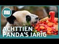 Achttien panda's vieren eerste verjaardag in Chinese dierentuin | NU.nl