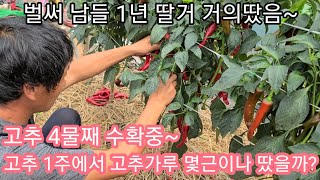 고추 4물 수확 1주에서 고추가루 몇근이나 땄을까요? 남 1년 따는거 거의됌~