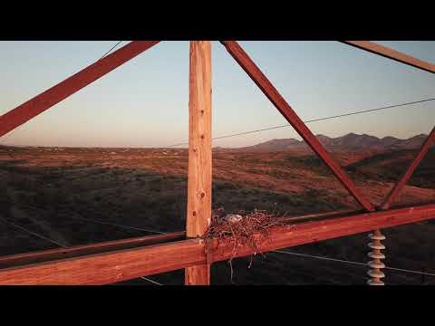 Red Tailed Hawk's Nest On High Power Lines Pole