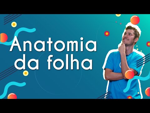 Leaf anatomy - Brasil Escola