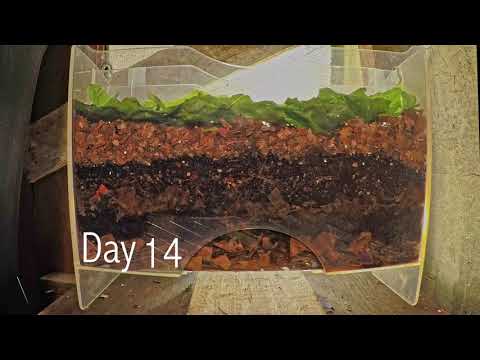 Layered worm bin 8-week time-lapse - ALL FRAMES - vermicomposting
