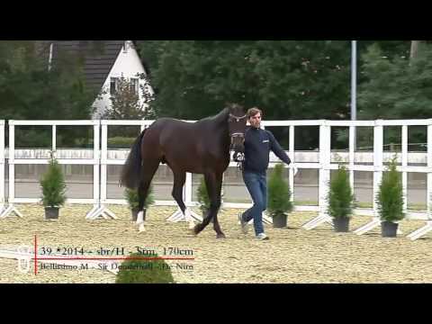 39 Hengst v  Belissimo M   Sir Donnerhall