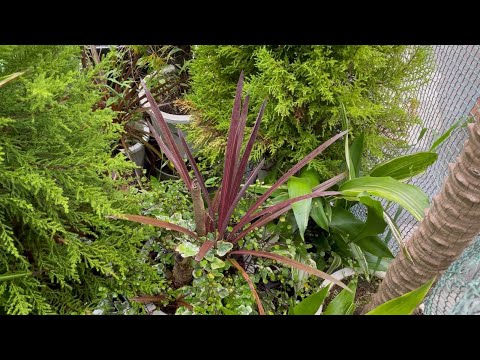 園芸 南コルジリネ