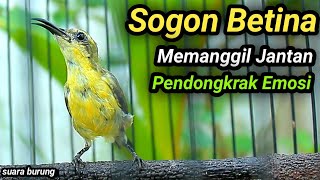 Download lagu SOGON TROTOL GACOR DOR LANGSUNG EMOSI NEMBAK FULL ISIAN DENGAR SOGON BETINA GACOR INI mp3