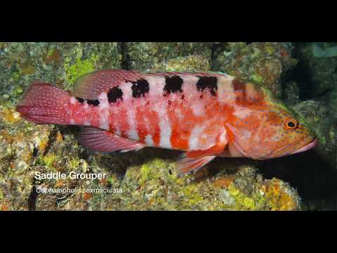 7 Grouper B - scuba diving video