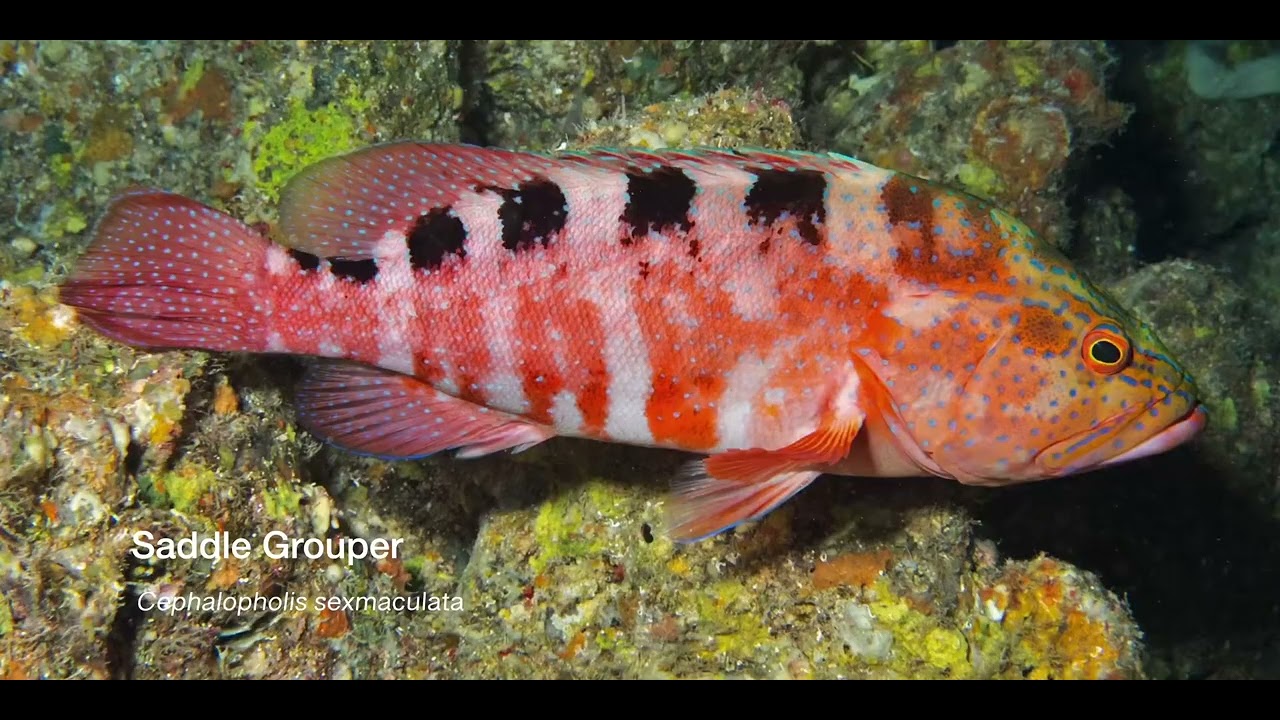 7 Grouper B