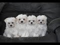 Maltese dogs for sale: Skye - Video 1