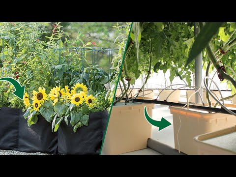 Grow Bags vs. Dutch Buckets: Which Hydroponic System is Best for You?