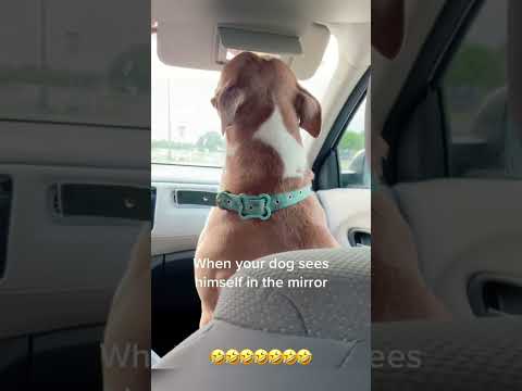 #cutecats #funny #cat #funnyanimals #cutcats #funnydogs