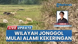 Lahan Pertanian Retak-retak Akibat Kekeringan di Sukagalih Jonggol, Warga Gagal Tanam Bibit Padi