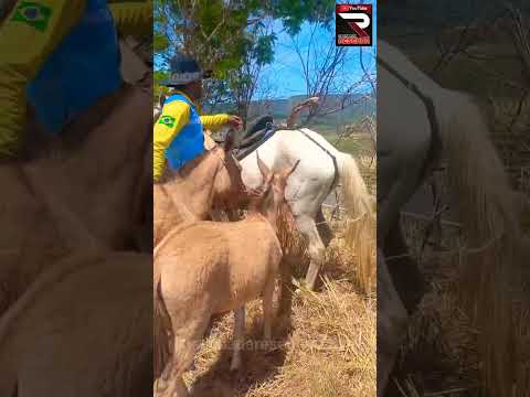 Egua pariu duas mulas em Barbalha-Ce.