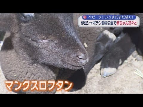 YouTube Video 動物の赤ちゃんの誕生ラッシュ　伊豆シャボテン動物公園　静岡・伊東市
