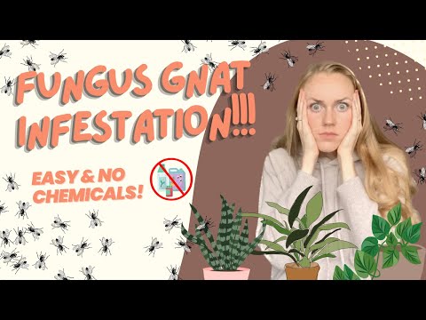 How to Get Rid of a Fungus Gnat Infestation - No Chemicals or Pesticides