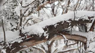 Come Away With Us (Virtually) - Perisher Ambient Snowfall