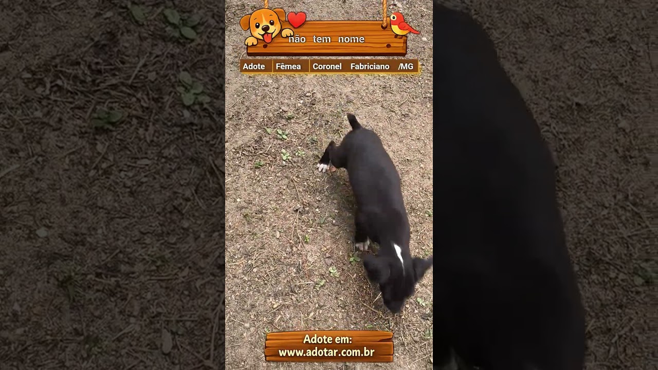 Cachorro raça SRD-ViraLata idade 2 a 6 meses nome não tem nome 
