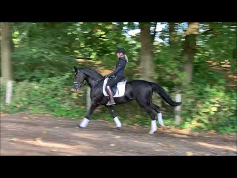 LIGHTNING 3j. v. Londontime - Spörcken  VB 18.000,-  Euro