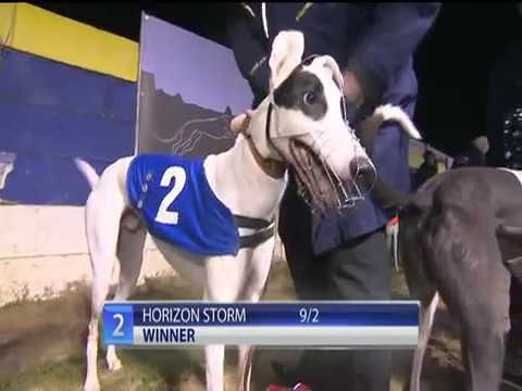 WILLIAM HILL STAYERS DIV 2 - T2 HORIZON STORM