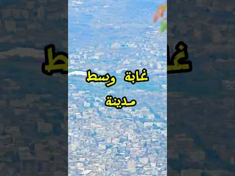 نائف الوافي