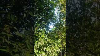 TARA, Sa OBOOB Mangrove Garden & Ecopark @everyone