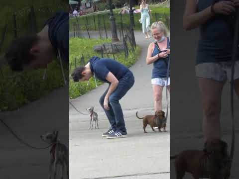 farting on a dog 💨 😂 #shorts