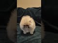 Pomerano cachorro en venta