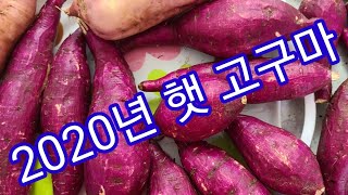 고구마 캣어요~ 오늘저녁은 고구마로 결정~  밤고구마,호박고구마,꿀고구마,베니하루까,카 전원일기,인간극장,주…