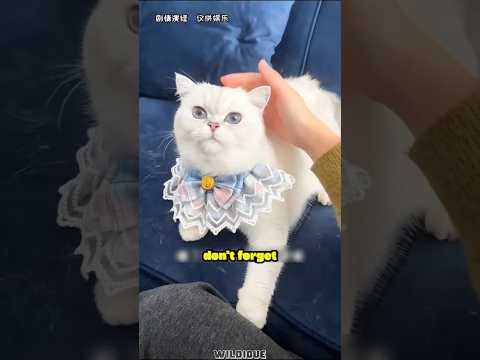 Cats Are Smarter Than We Think 😲