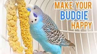 Budgerigar Care | Keeping your Budgie happy