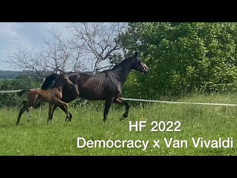 2022 Hengst - Der Kleene - Democracy x Van Vivaldi