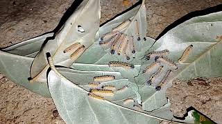 Tổ sâu quái dị độc lạ quá