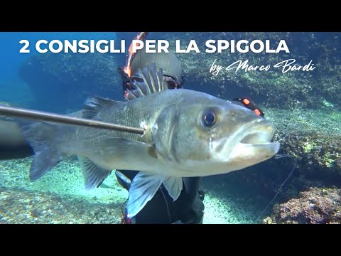Pescasub 2 consigli per la spigola