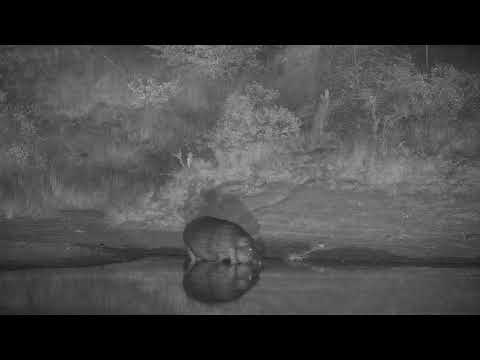 Djuma: Hippo returns to dam - 21:17 - 06/09/20