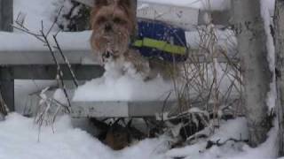 Yorkie "Snow Day" by Three Days Wait