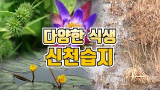다양한 식생을 한눈에 볼 수 있는 신천습지  / YTN 사이언스
