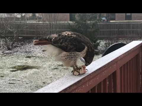Feeding Time for a Wild Red Tailed Hawk